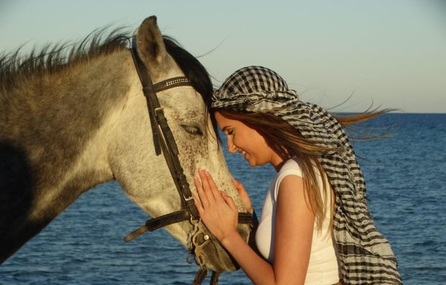 Private Horse Riding in Hurghada