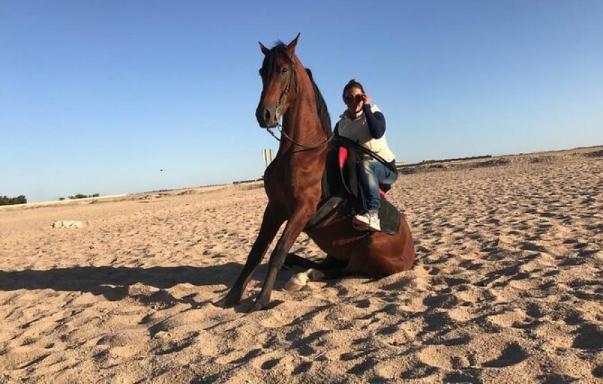 Private Horse Riding in Hurghada