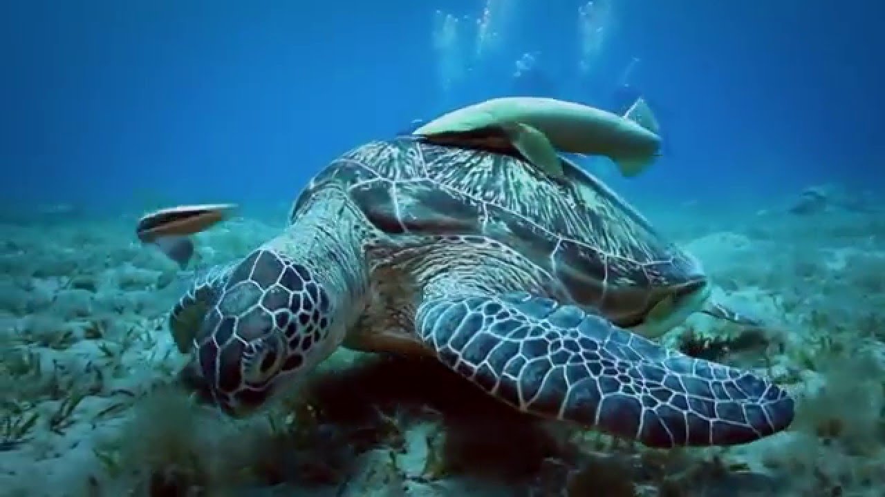 Lovely Jubbly Tours Egypt