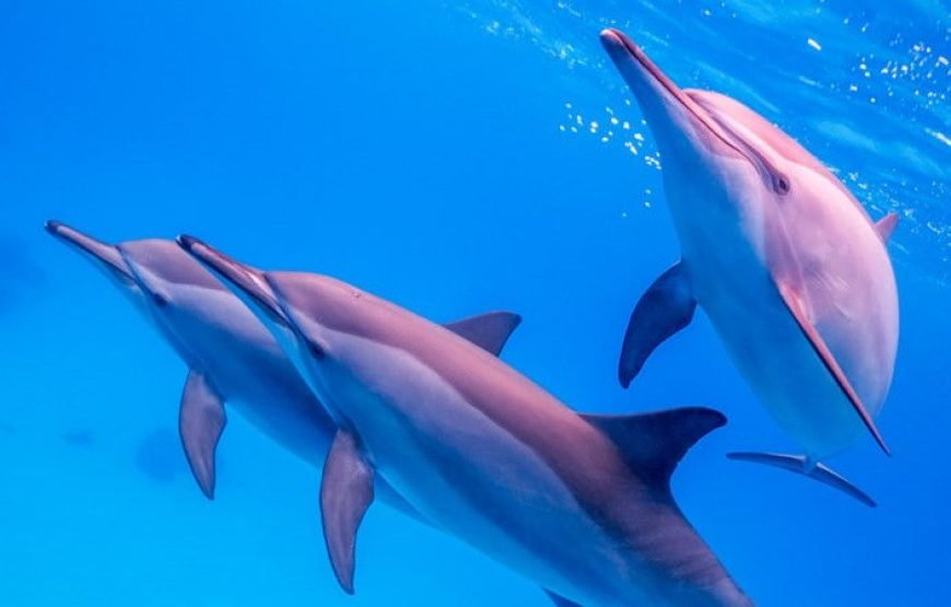 Samadai Dolphin House