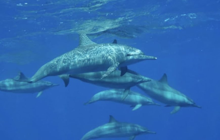 Sea Scope Submarine Adventure in Hurghada with Lovely Jubbly Tours Egypt