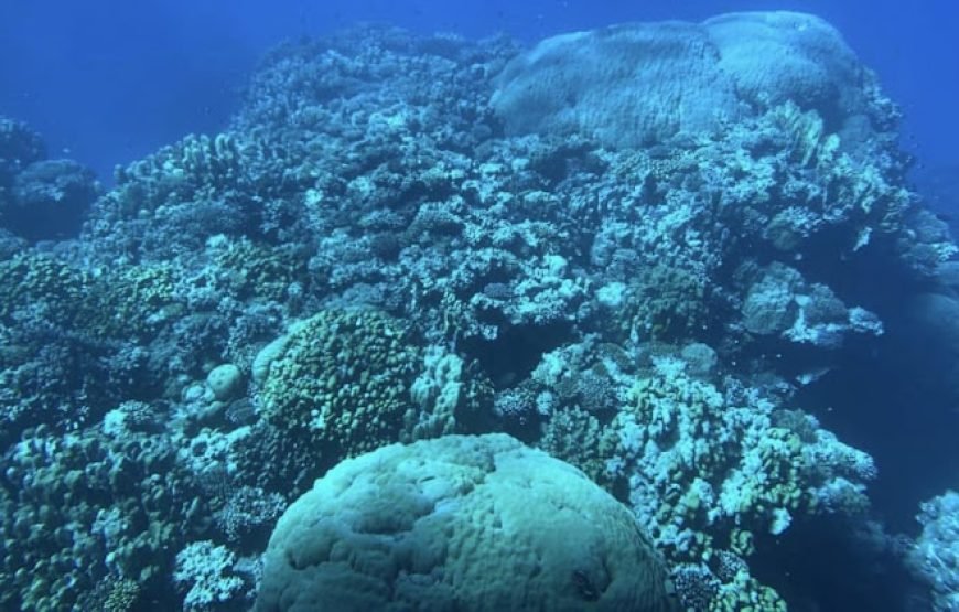 Sea Scope Submarine Adventure in Hurghada with Lovely Jubbly Tours Egypt